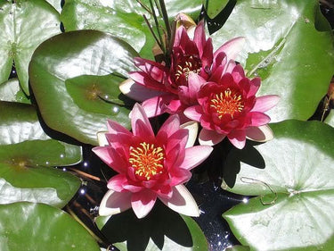 3 Organic Mixed Colors LOTUS Nelumbo Nucifera Pond Water Lily Lilypad Blue Red Flower Large Seeds